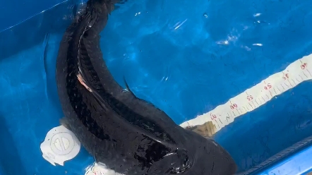 《锦鲤》精品大日黑钻,母鱼,78公分