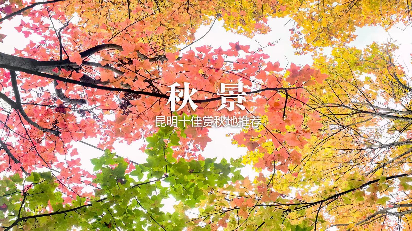 昆明的秋冬封神了，昆明十佳赏景地，你去过几个？