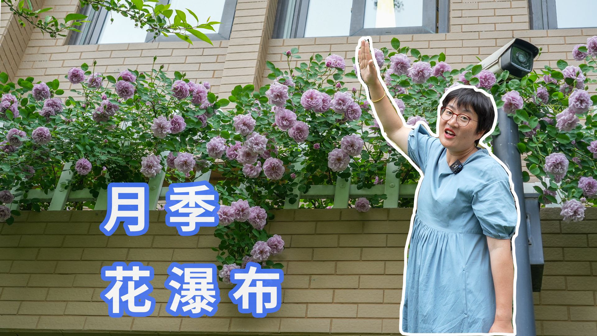 窗台种下60棵蓝色阴雨,3个月实现花瀑布哔哩哔哩bilibili