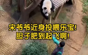 Tải video: 宋爷爷近身投喂乐宝！胆子肥到起飞啊！