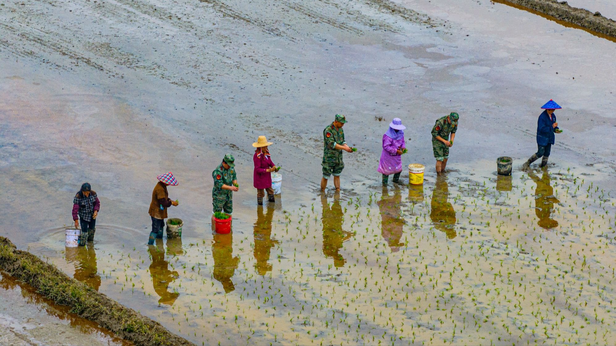 江西峡江:农耕好时节 民兵抛秧忙