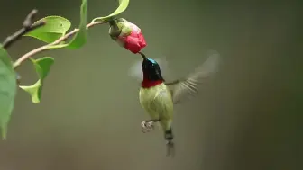 太阳鸟与茶花悬停视频