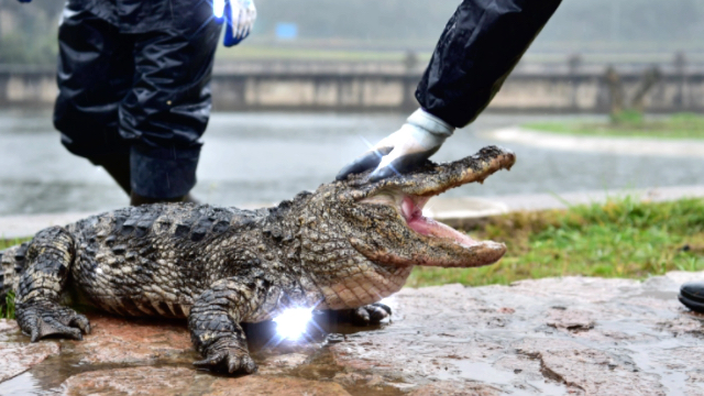 扬子鳄是我国特有的一种鳄鱼,目前已经在地球上生存了两亿年,被人们称