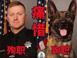 下载视频: 美国警察执法档案：警员与警犬双双殉职，众警员怒射200多枪为同伴复仇！