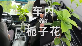 下载视频: 一生倔强的养花人，在车里水培栀子花