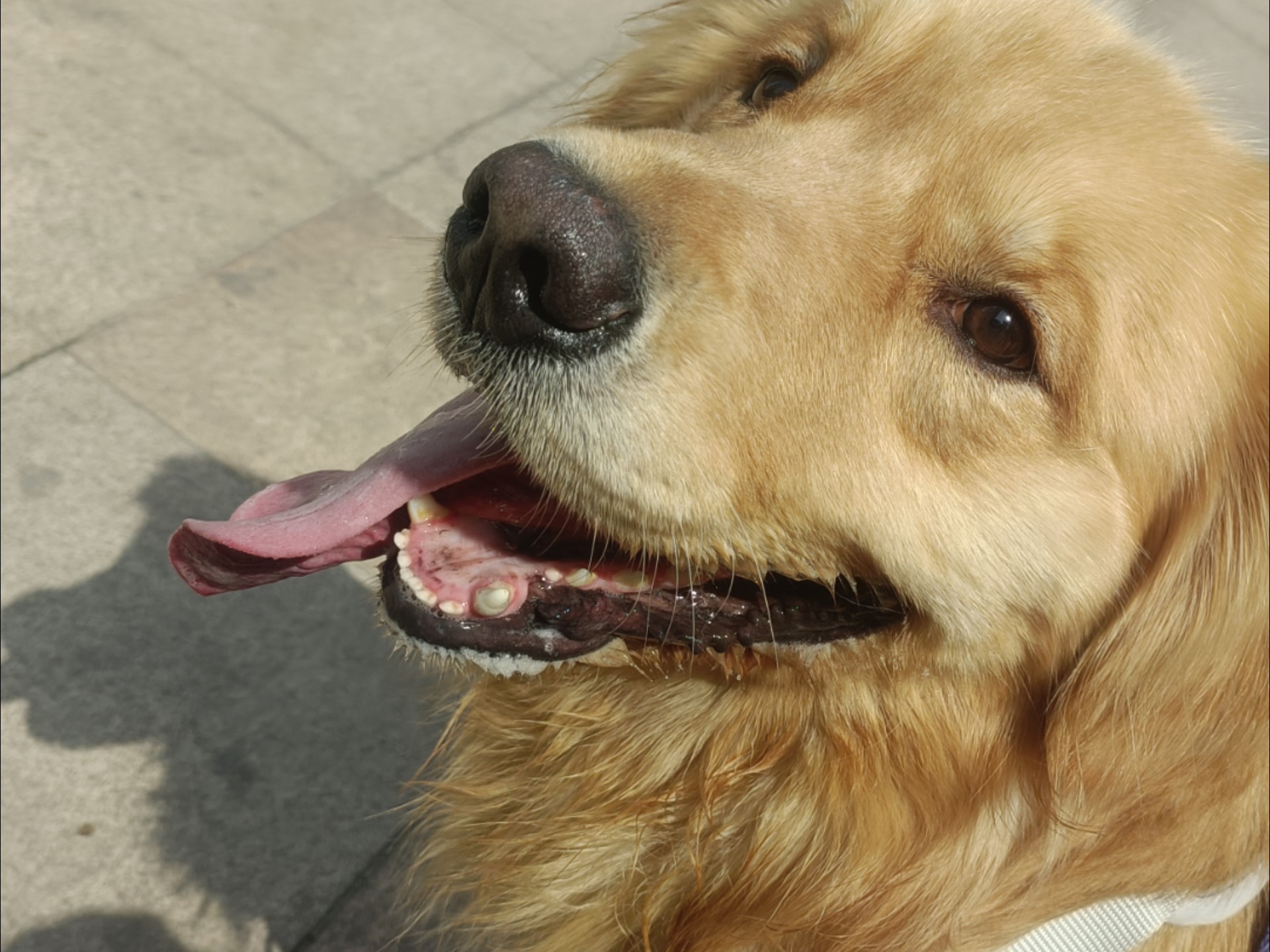 大黄狗的犯贱日常