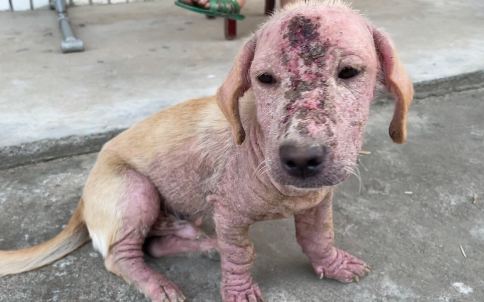 76岁老奶奶养的看门狗身体都腐烂了,身上很多地方也浮肿了,为何不让