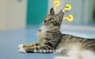 猫糖尿病_ 搜索结果_哔哩哔哩_Bilibili