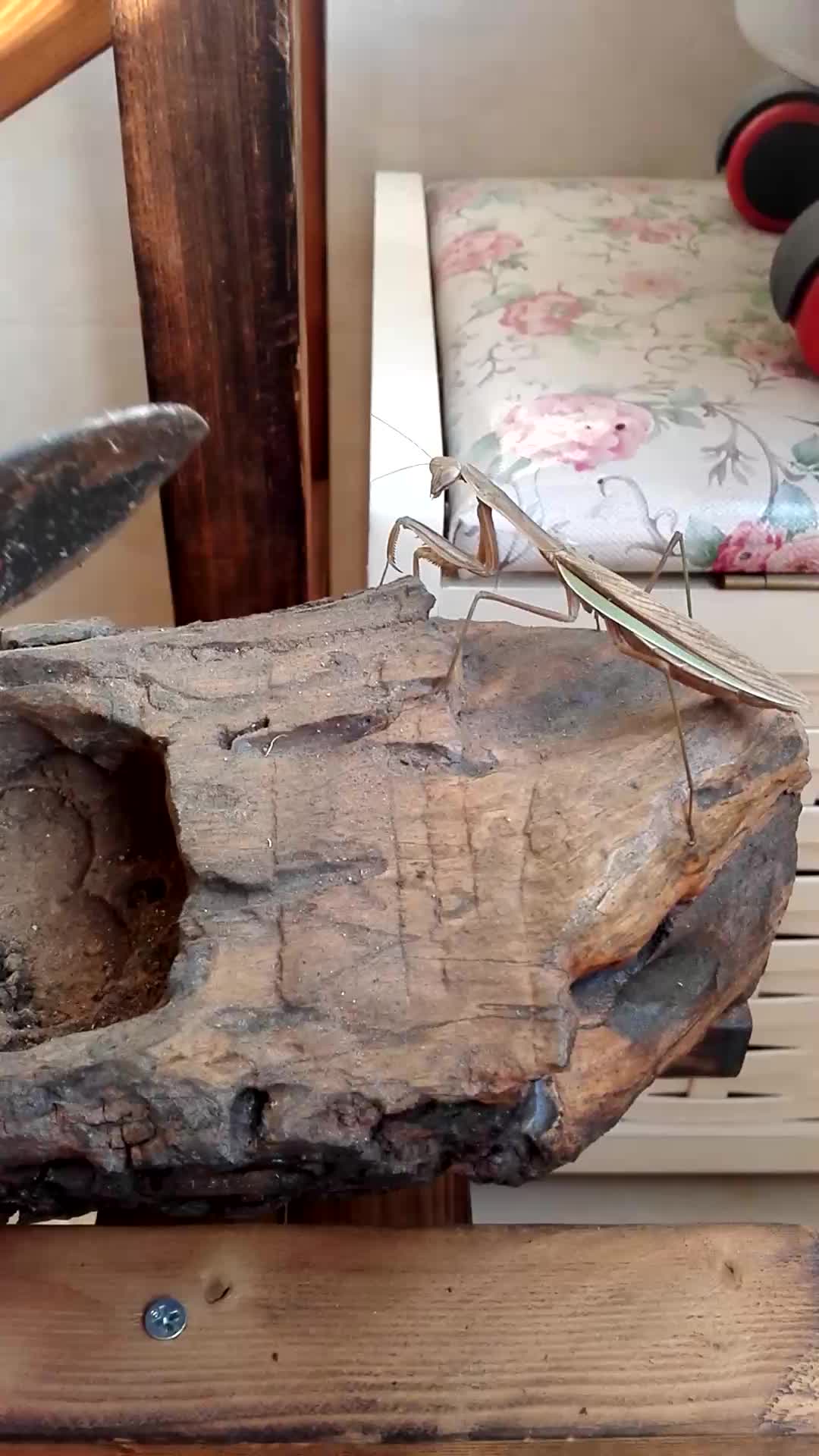 【up诈尸】论养螳螂的正确打开方式2333333