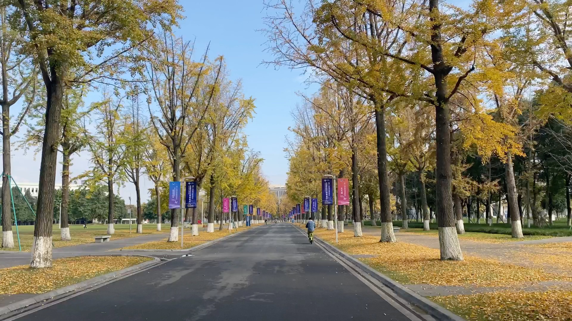 活動作品電子科技大學銀杏大道