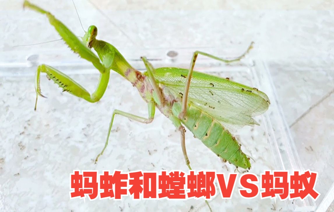 蚂蚱和螳螂大战蚂蚁,2个都被放倒了?