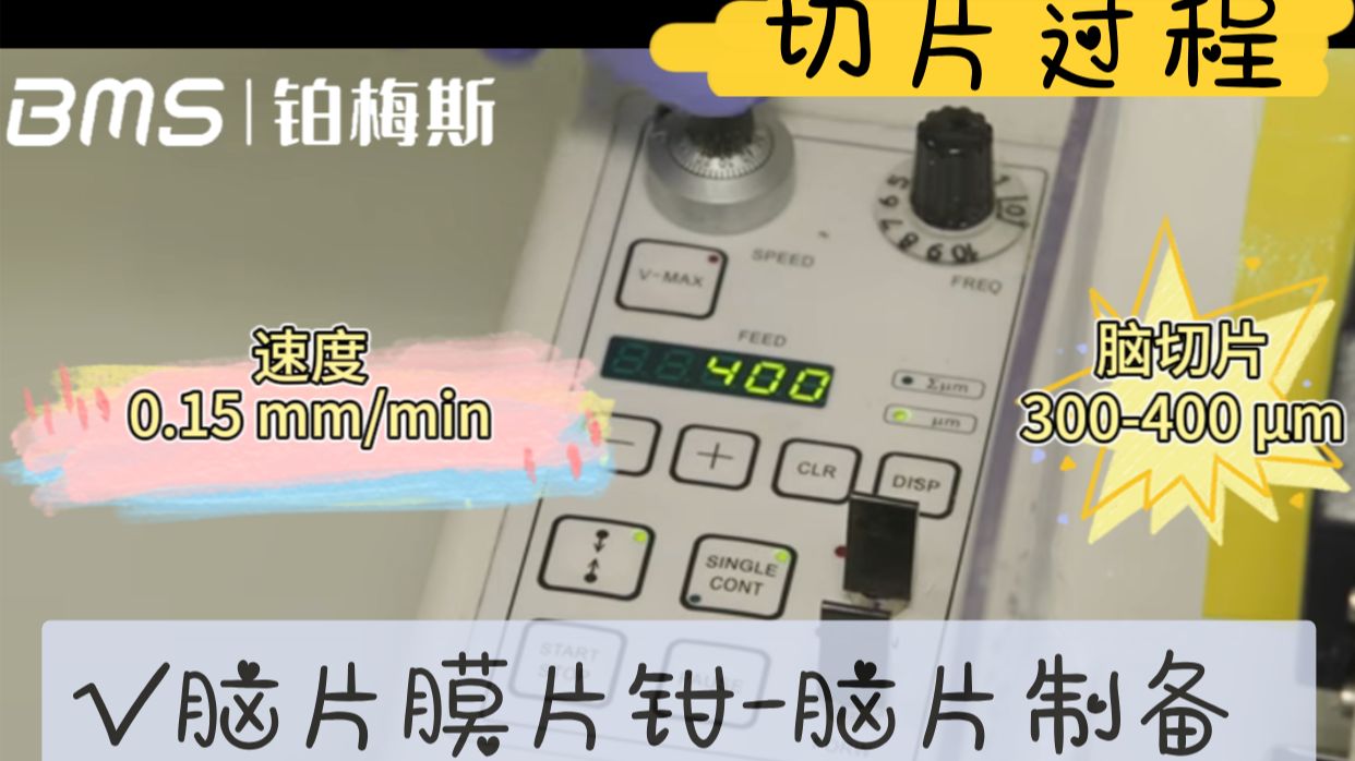 Brain slice preparation key steps and patch clamp operation