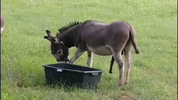 两只小毛驴,正在吃草中