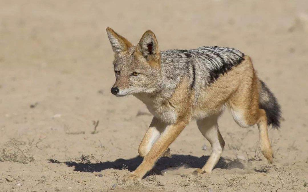 猎人荒野的呼唤(全动物钻石猎杀-侧纹胡狼no.2)【毛毛裤先生】