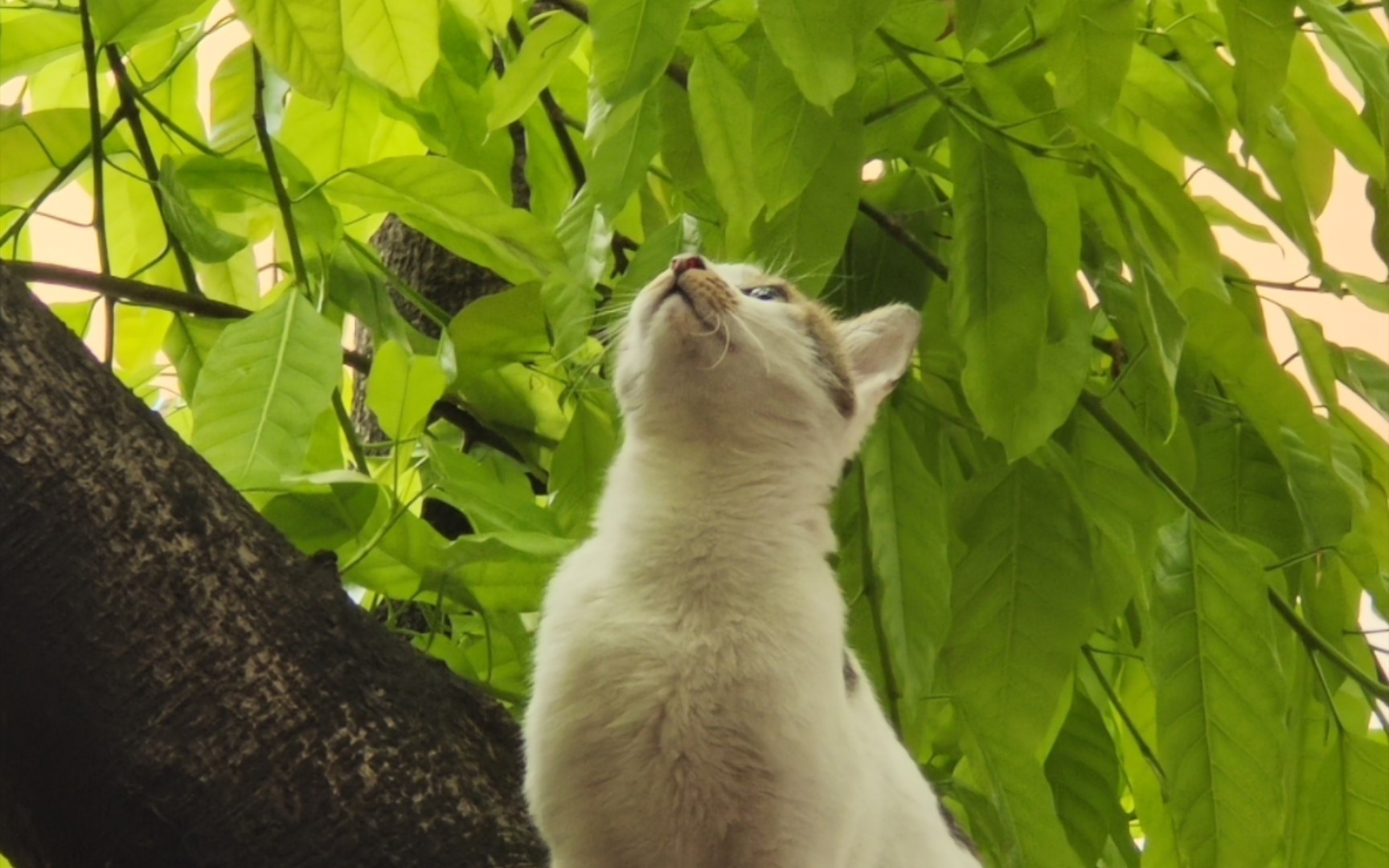 [图]一只灵动的小猫