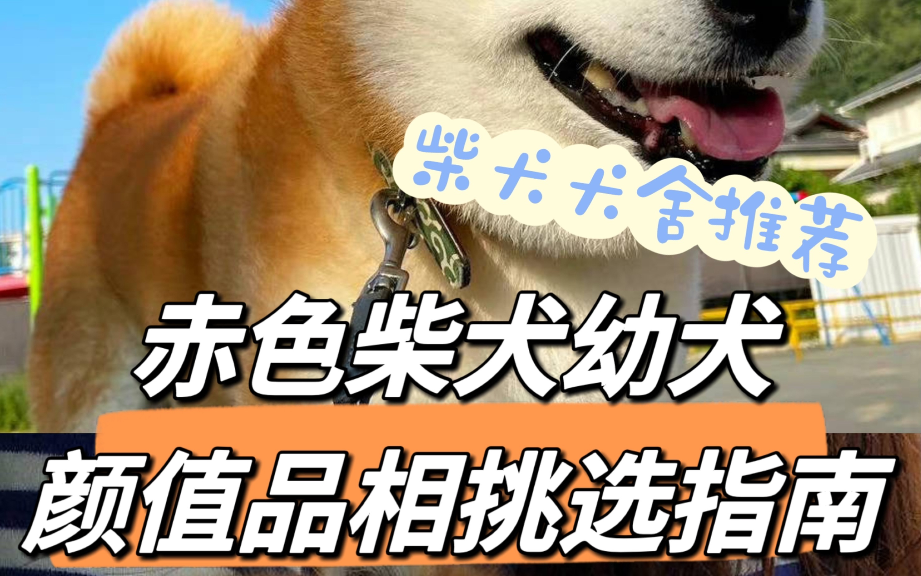 赤色柴犬幼犬颜值品相挑选指南哔哩哔哩bilibili