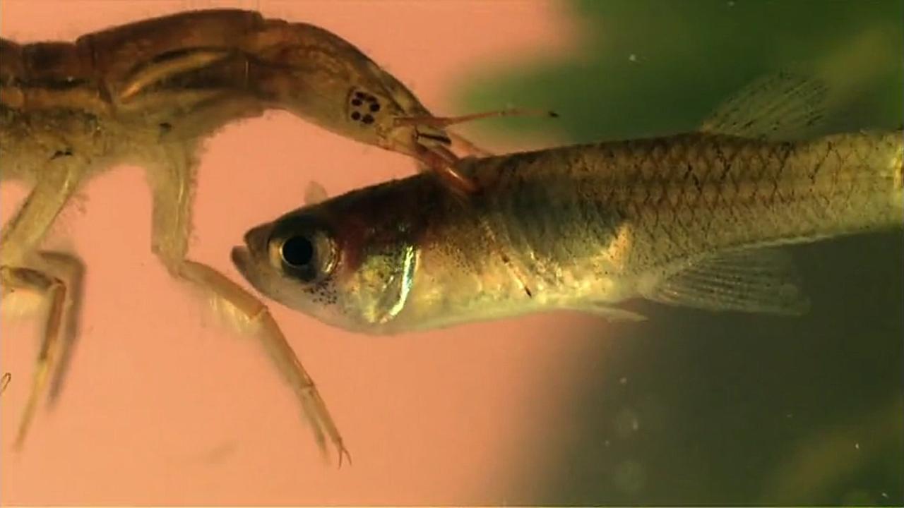 【精彩片段】龙虱幼虫捕食鱼类和豆娘稚虫!危险的湖中杀手!