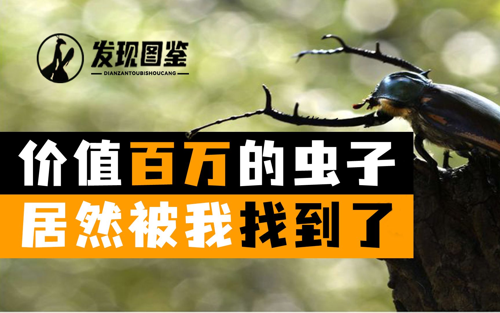 【小阳发现图鉴·上集】青蛙:鬼知道你从我嘴里扯出了什么!