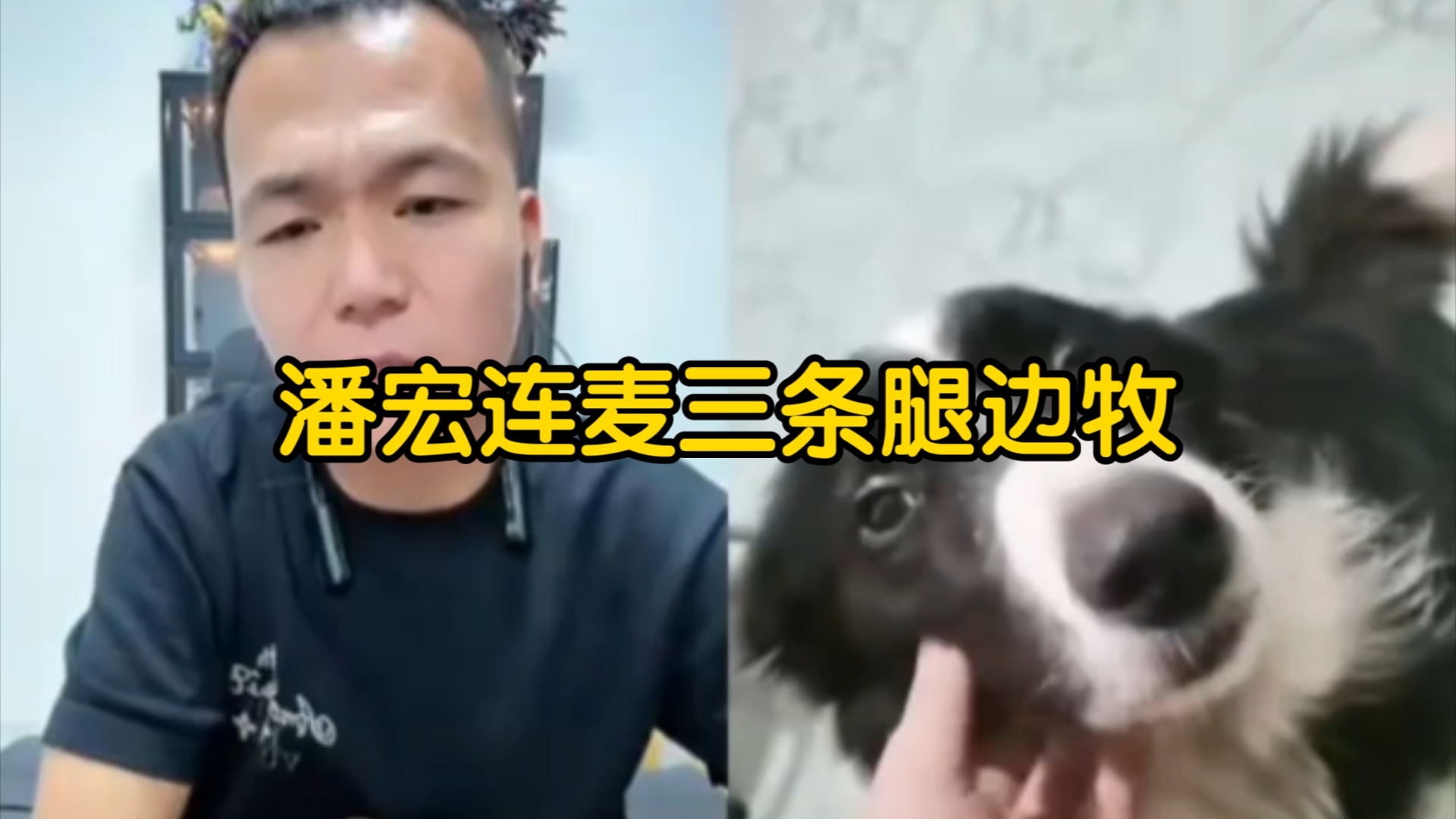 【潘宏直播】潘宏连麦三条腿边牧!小时候车祸腿断了,被原主人丢了-潘宏日常号-潘宏日常号-哔哩哔哩视频