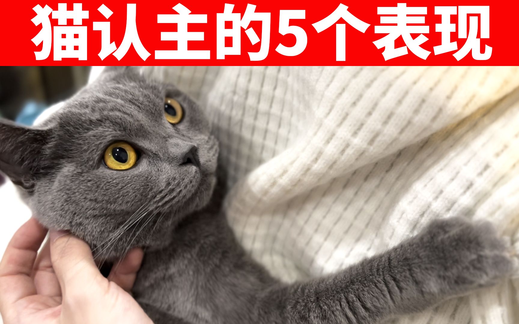 猫咪认主的5大表现!如果5种全中,不用怀疑,你已经是它主人了! 【猫咪行为学EP36】哔哩哔哩bilibili