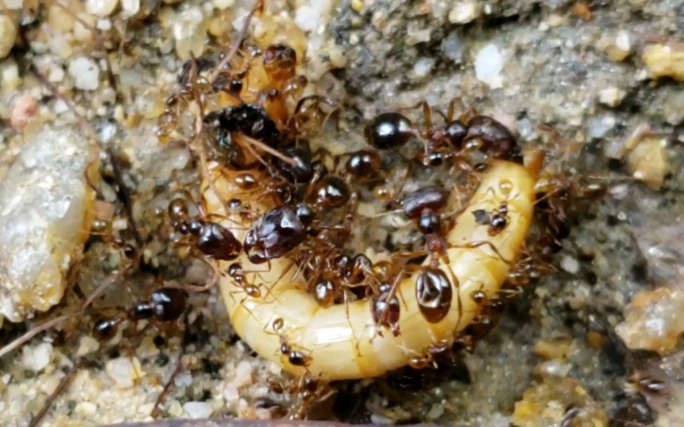 近缘巨首蚁捕食黄粉虫