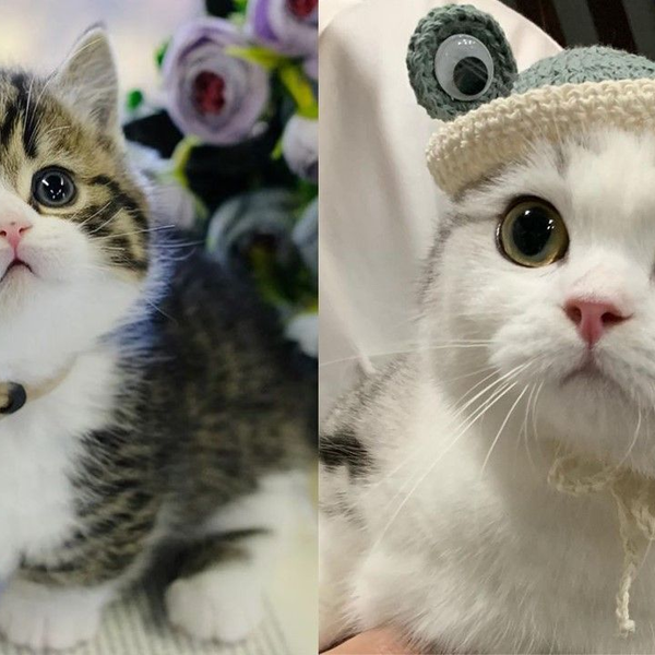 萌猫 萌萌猫-可爱又有趣的猫视频集锦3 | 治愈小奶猫|猫猫可以有多可爱