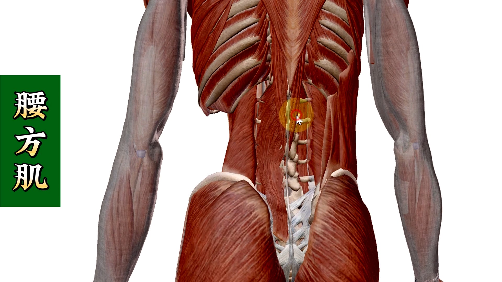 腰方肌在哪个位置图片图片