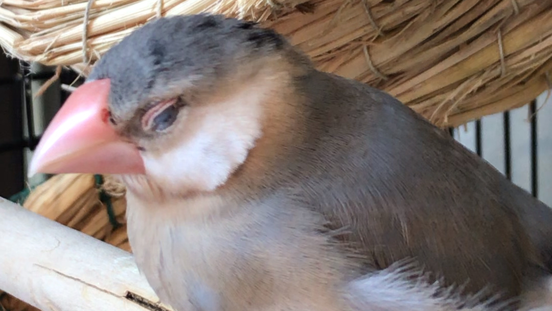 【文鸟】樱文鸟求爱的叫声原来是这样!唧唧啾啾