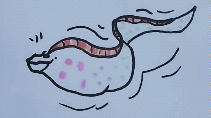 海鳗龙图片简笔画图片