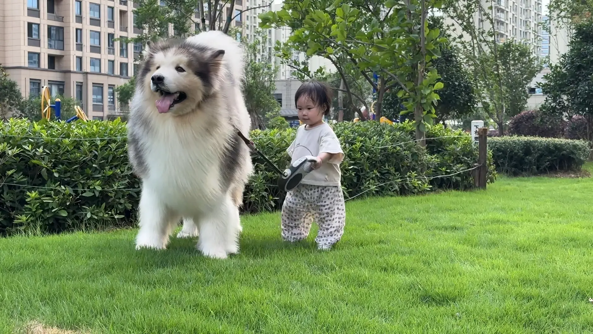 也是溜过大狗的人了_哔哩哔哩_bilibili
