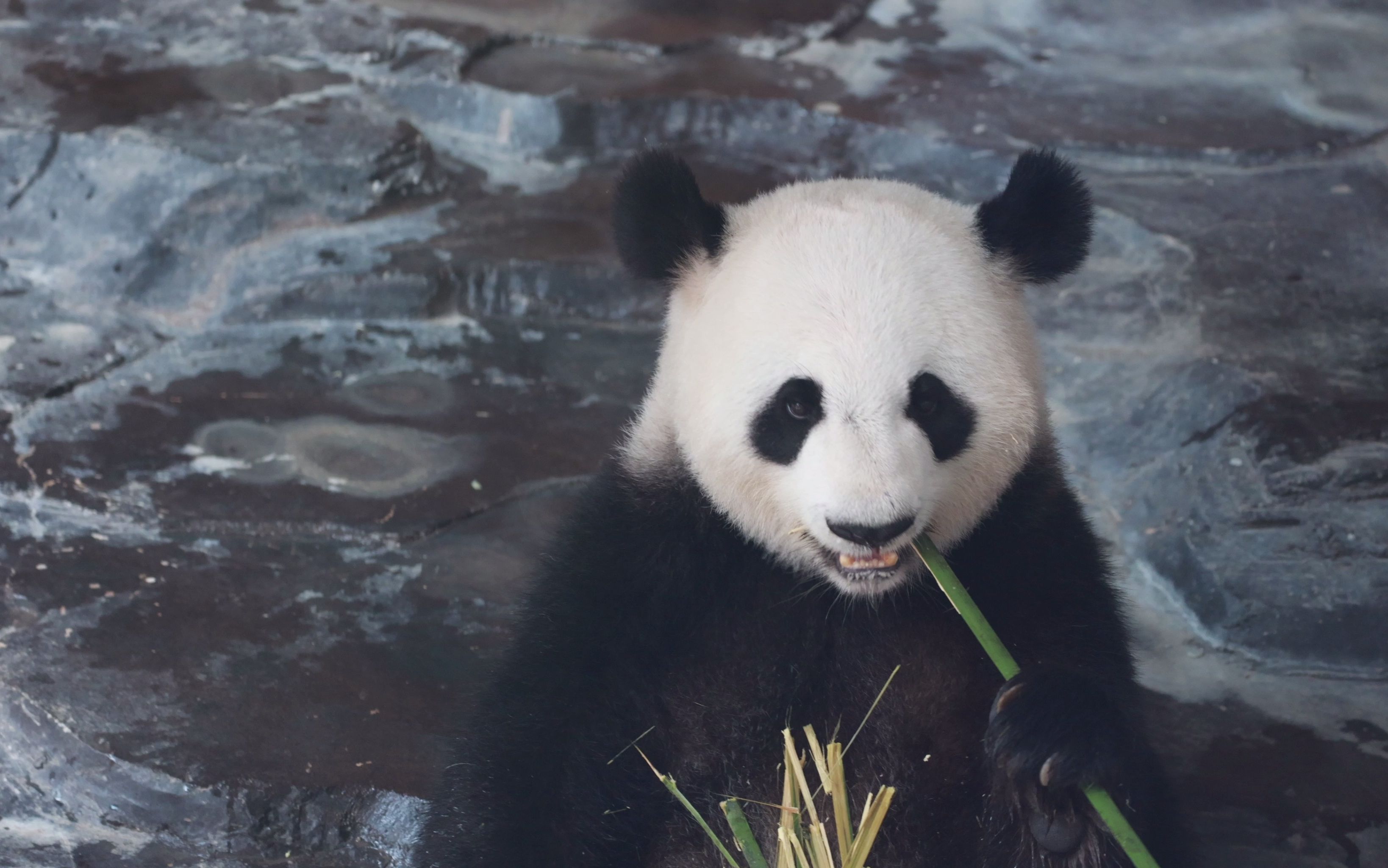 活动  【大熊猫娅双】漂亮奶气,又可爱
