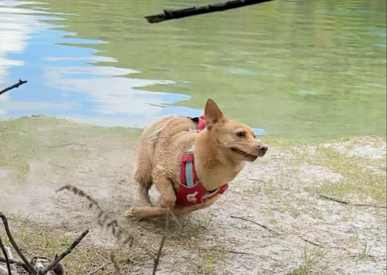 土豆子在蓝月谷上演湿身诱惑。P人带妈妈和三狗从苏州到云南自驾游vlog（四）