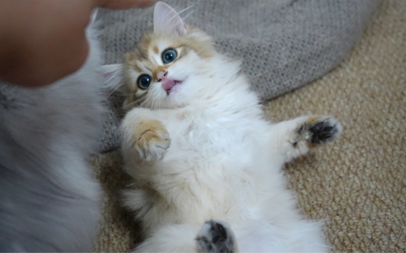 又一批非常听话可爱的小猫咪找新家了