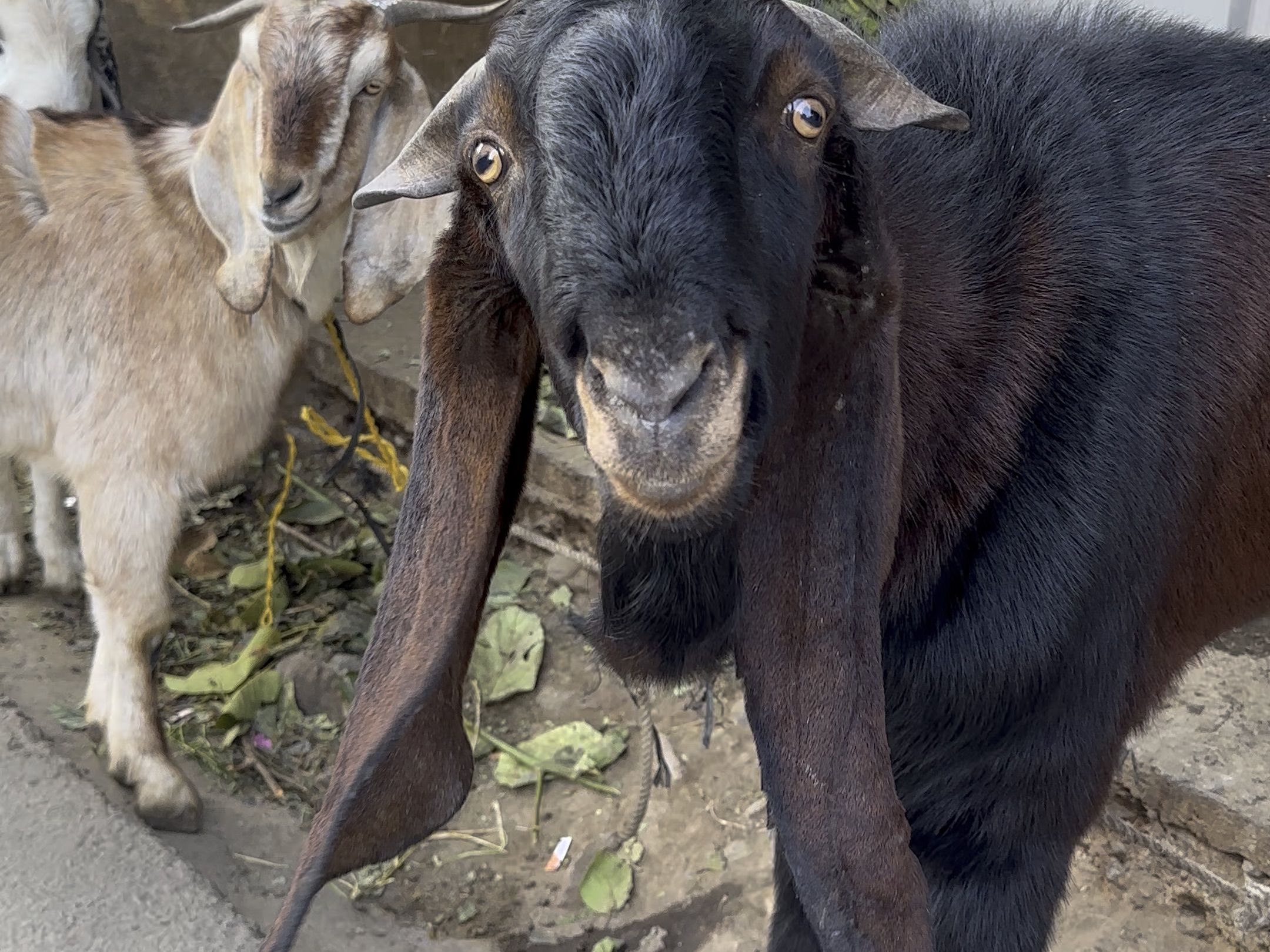 尼泊尔大耳朵羊