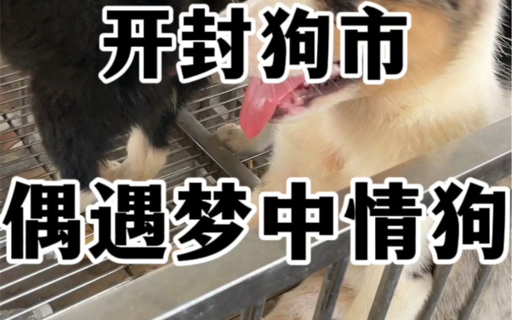开封狗市偶遇梦中情狗