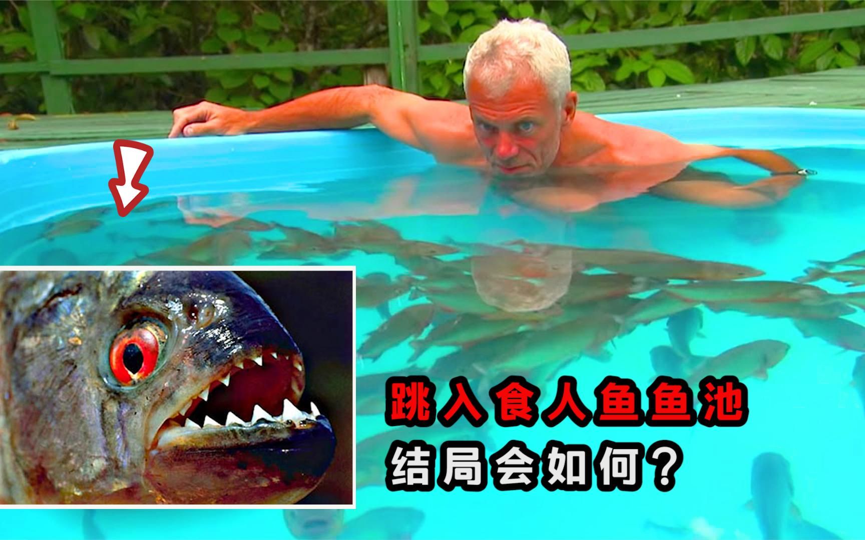 食人鱼可以吃吗(食人鲳和食人鱼区别)