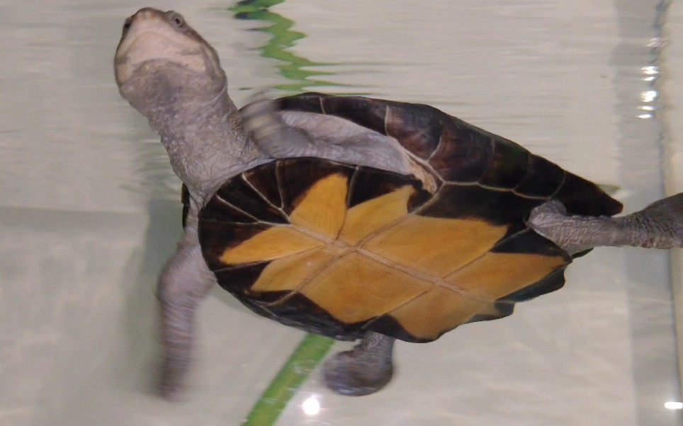 【锯齿侧颈龟】猪也可以很优雅