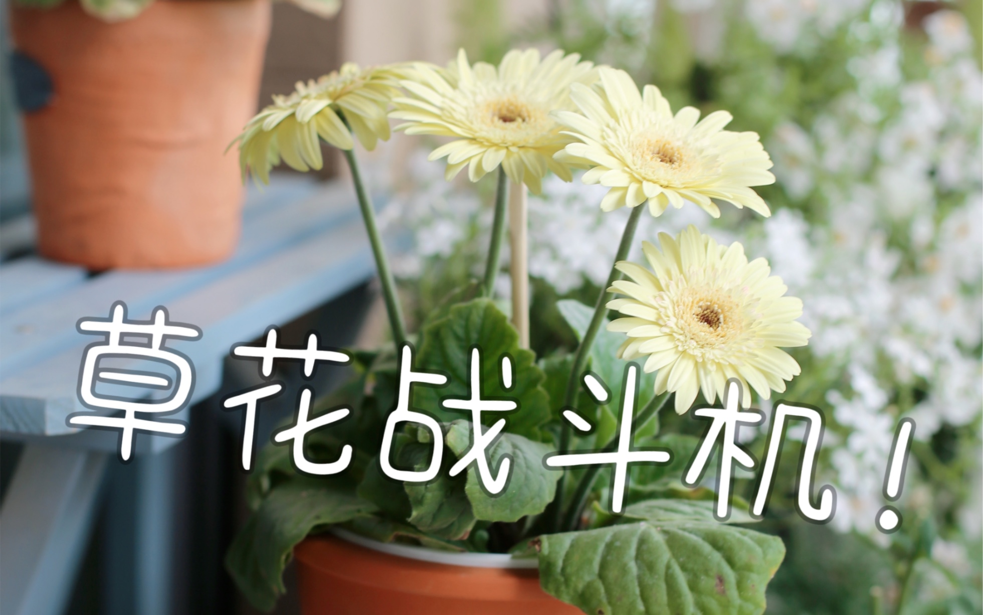 封闭阳台100种花草|No.73 非洲菊 花期太长 看腻了!哔哩哔哩bilibili