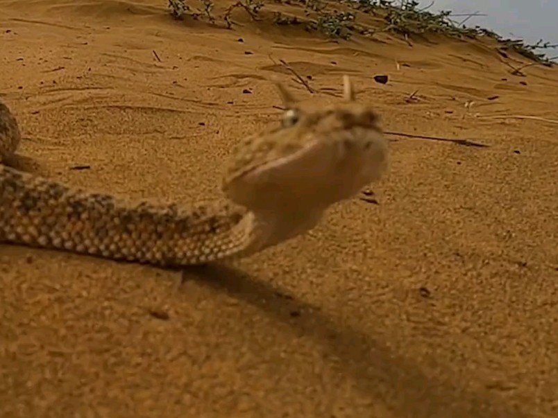 沙漠蝰蛇队图片