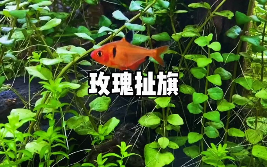 【养鱼】玫瑰扯旗鱼凶不凶,那要看和谁比哔哩哔哩bilibili