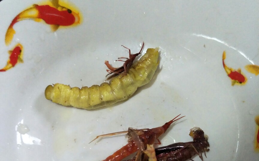 超级好吃的豆虫,吃大豆长大的,全是蛋白.