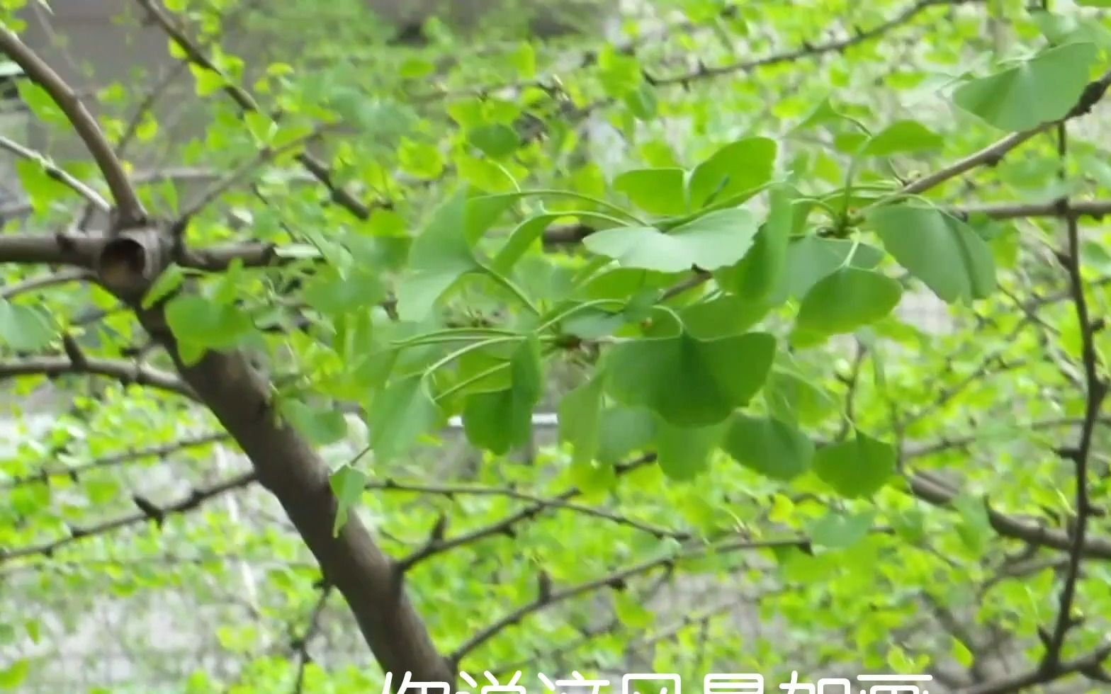 [图]我的高三生活，但...马