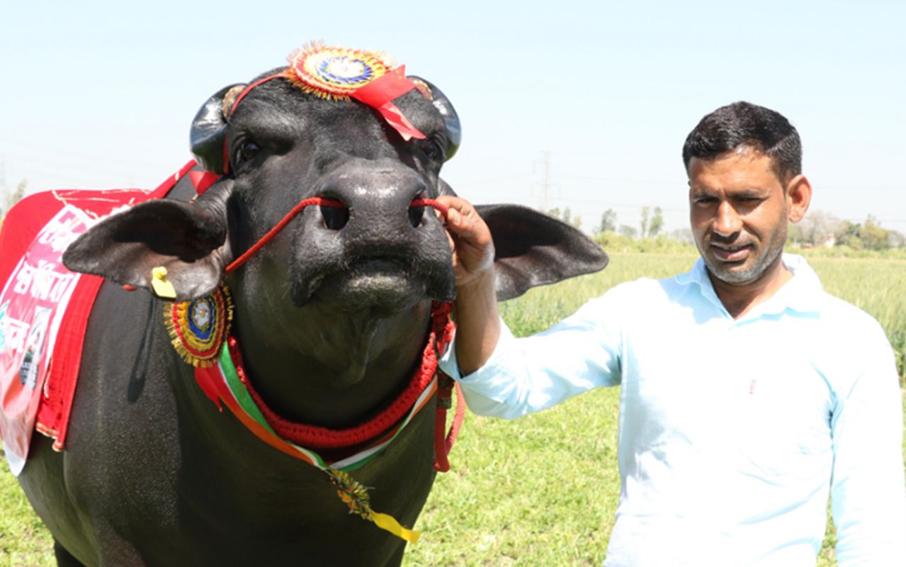 印度国宝级神牛:身价2100万,刷新多项世界记录!