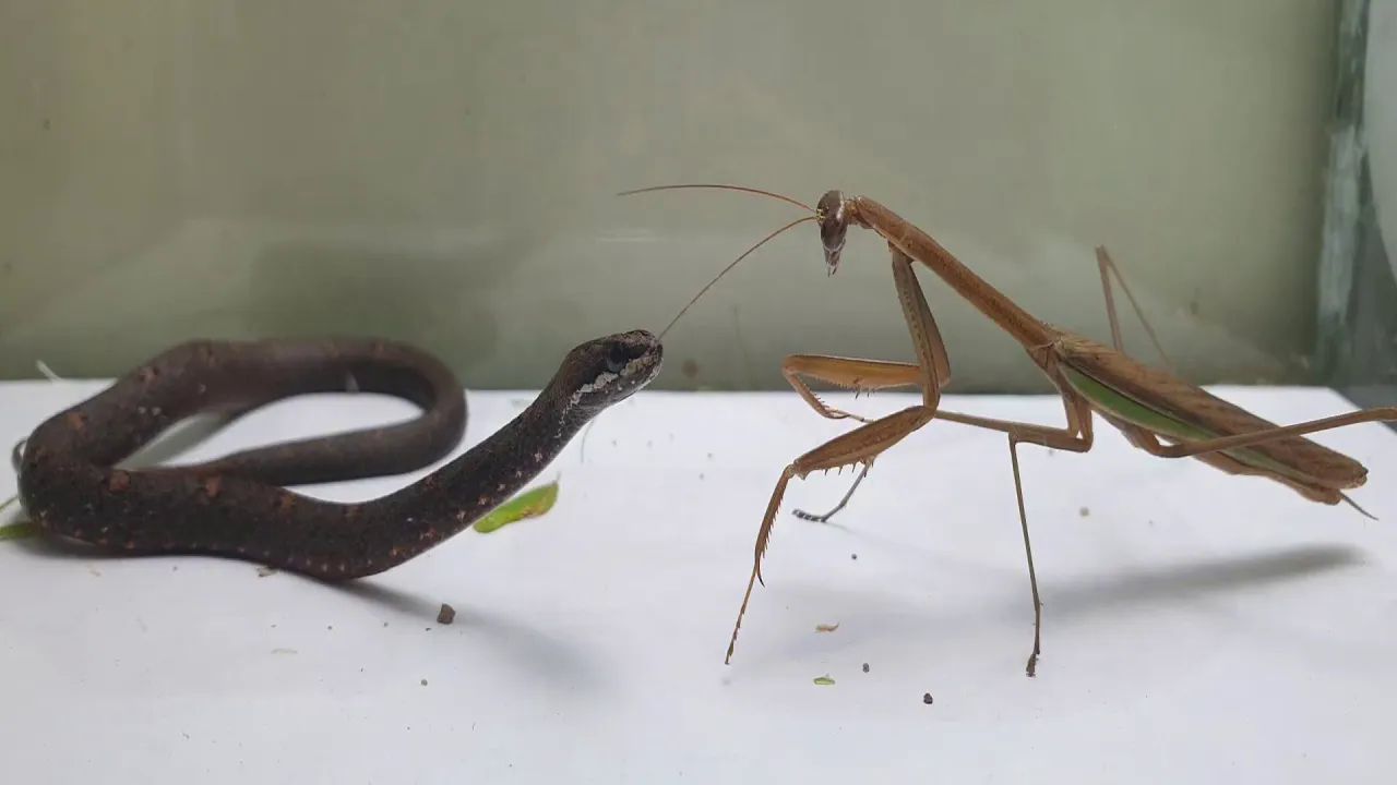 螳螂 vs 毒蛇