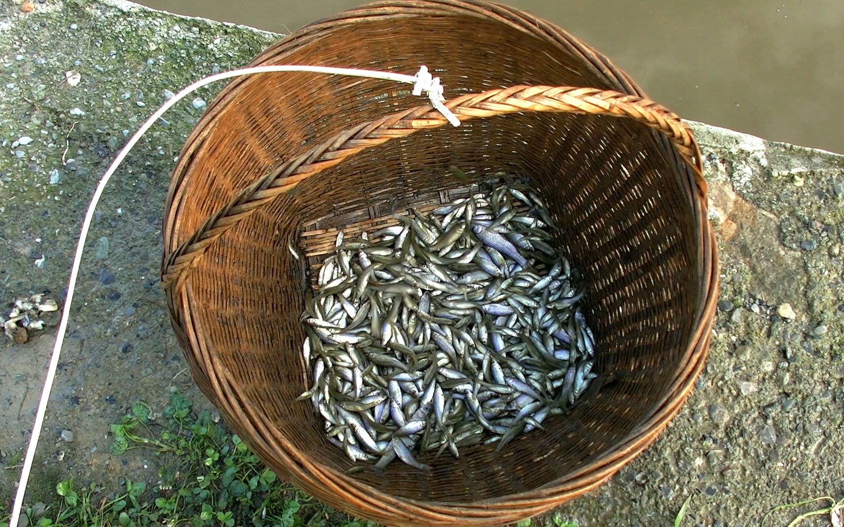 童年记忆 竹筐抓鱼 竹蓝打鱼 捉鱼 捕鱼