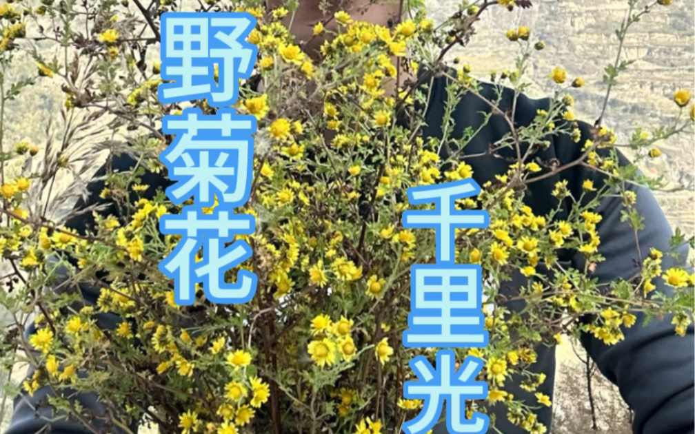 错把野菊花当成千里光,野菊花和千里光怎么区分?