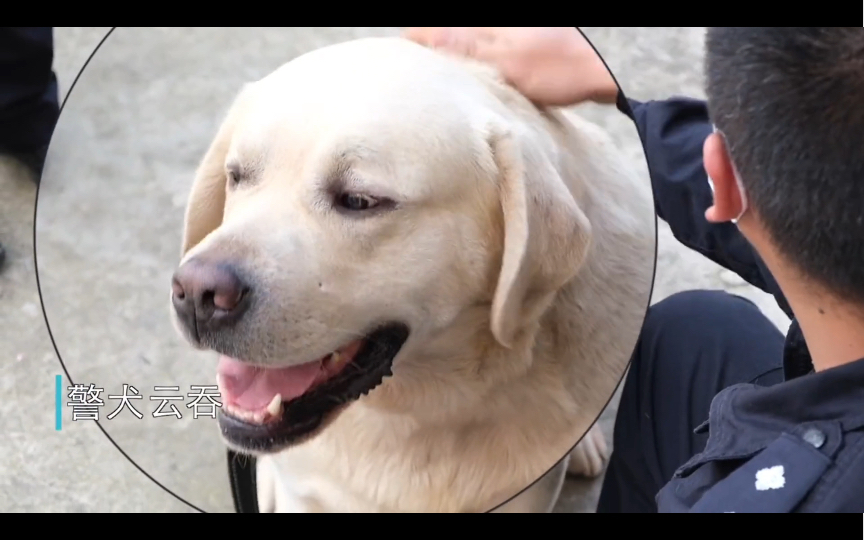 [图]警犬减肥番外篇！体检风波