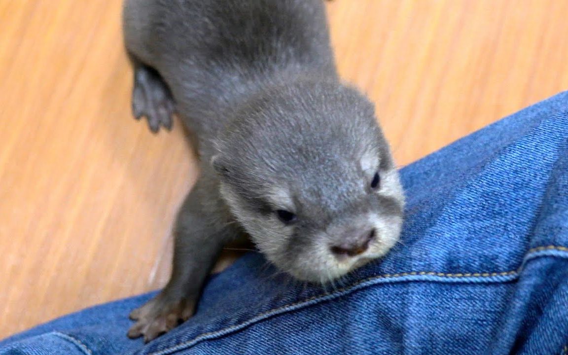 可爱的水獭宝宝