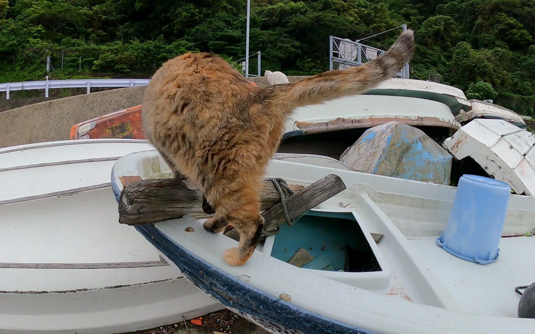 生活在渔港的流浪猫在船上举行集会