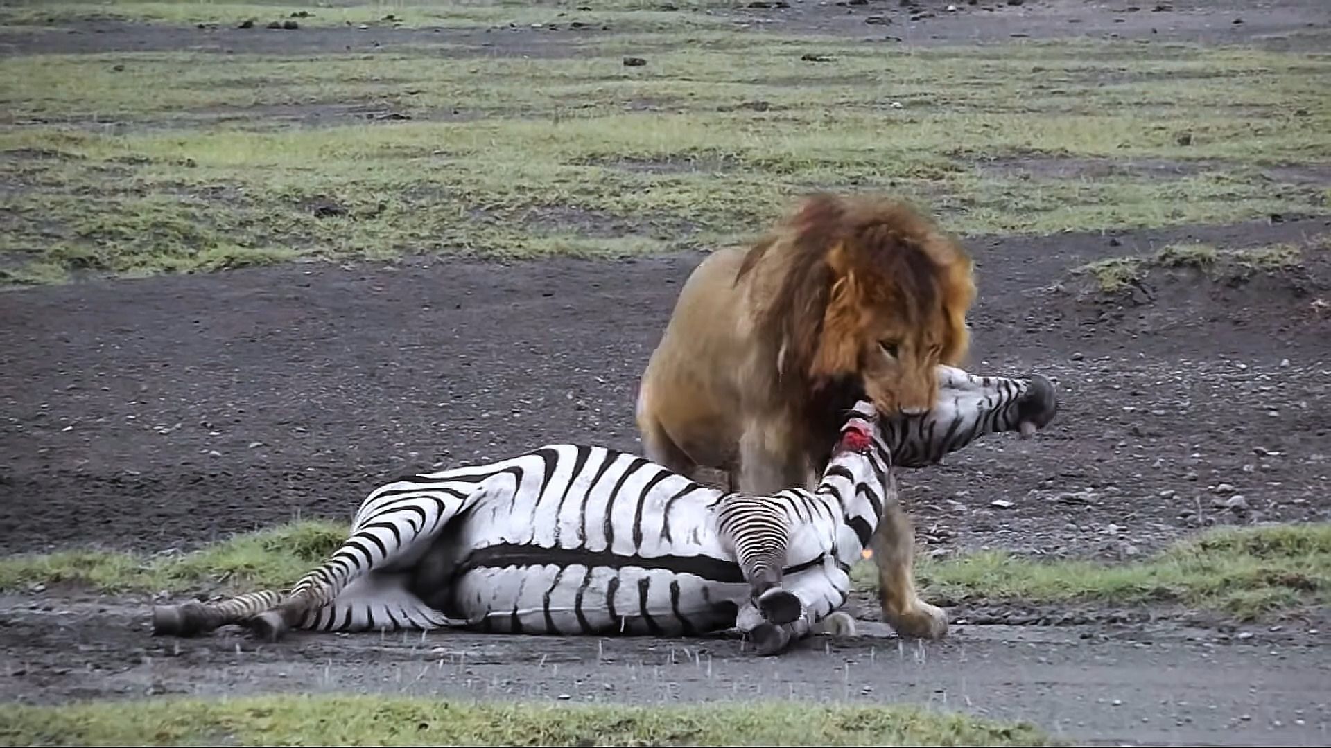 雄狮捕杀斑马锋利牙齿刺穿喉咙,斑马当场吓得尿失禁,画面实拍